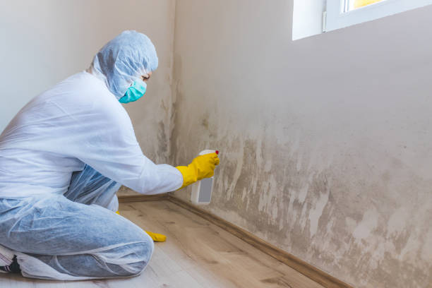 Licensed Black Mold Remediation service in Long Beach, NY - 24 Hour Mold Removal
